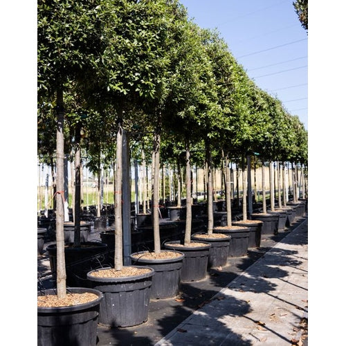 Stenek - Quercus ilex - Stammens omkrets 20-25 cm, höjd 4-4,5 meter, HS, CONT